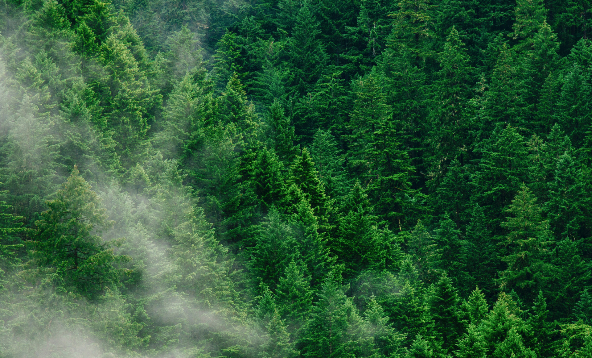 Image of dense forest photography